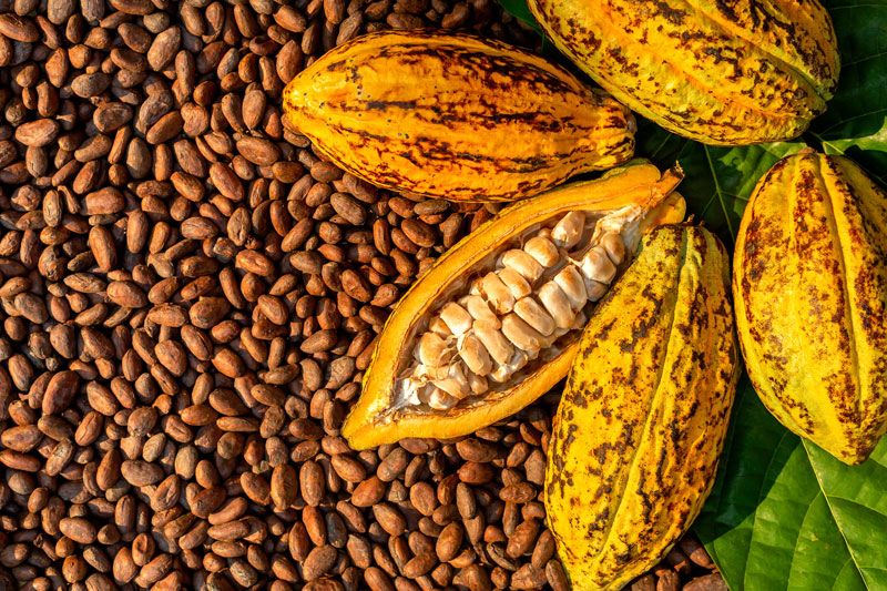 ambrachocolate fava cacao